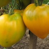 Sibirski kralj paradajza: recenzije, fotografije, prinos